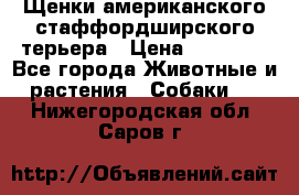 Щенки американского стаффордширского терьера › Цена ­ 20 000 - Все города Животные и растения » Собаки   . Нижегородская обл.,Саров г.